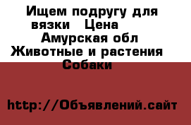 Ищем подругу для вязки › Цена ­ 10 - Амурская обл. Животные и растения » Собаки   